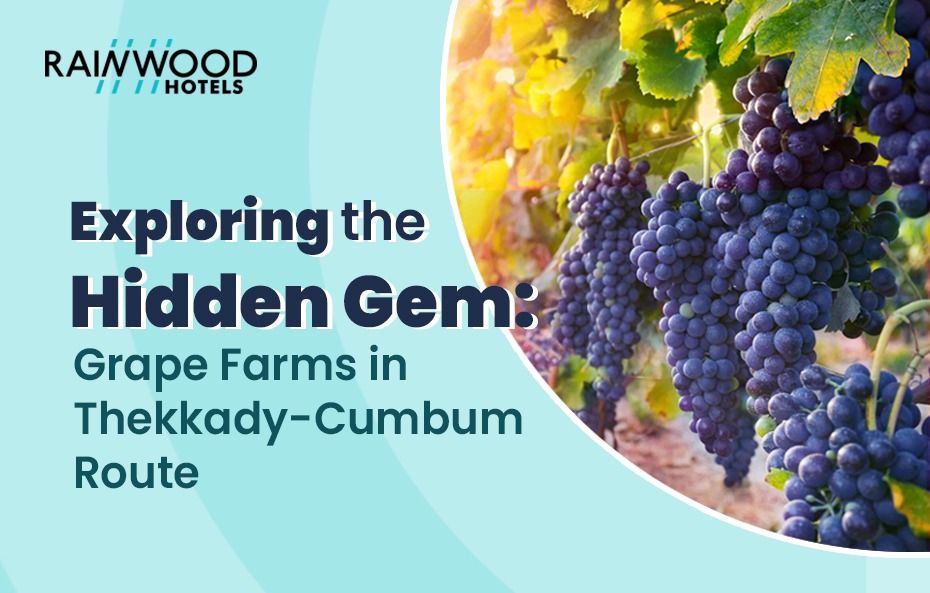 Exploring the Hidden Gem: Grape Farms in  Thekkady-Cumbum Route