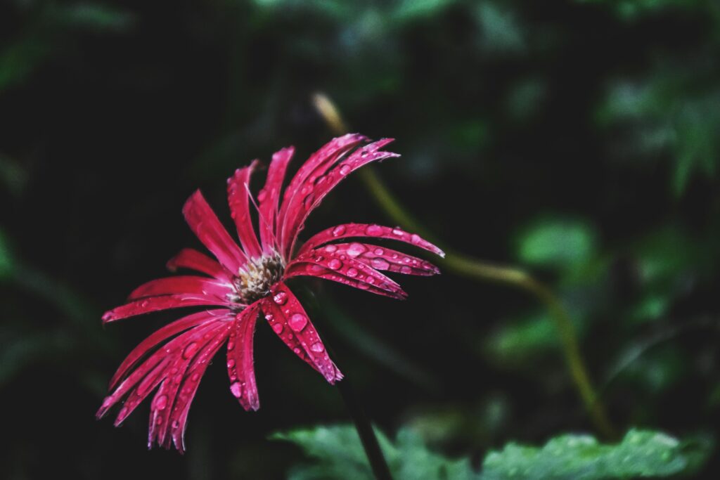 monsoon in munnar