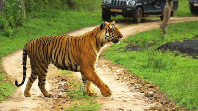 Bandipur National Park