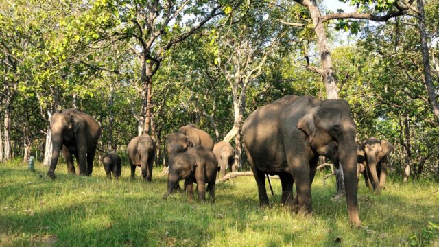 Mudumalai Tiger Reserve